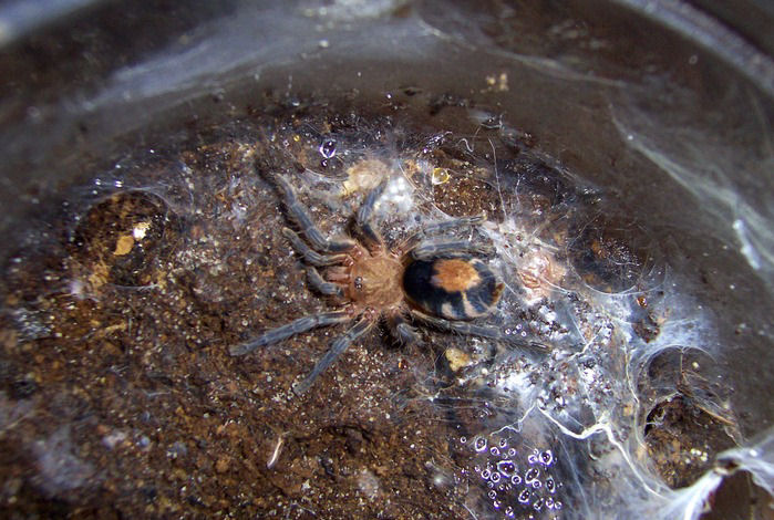 Cyriocosmus