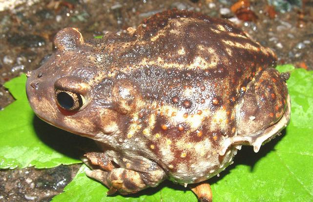 Scaphiopus holbrookii