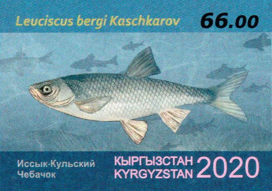 Issyk-Kul dace