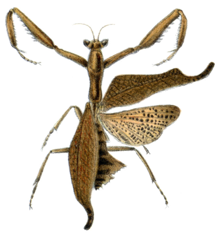 Acanthops