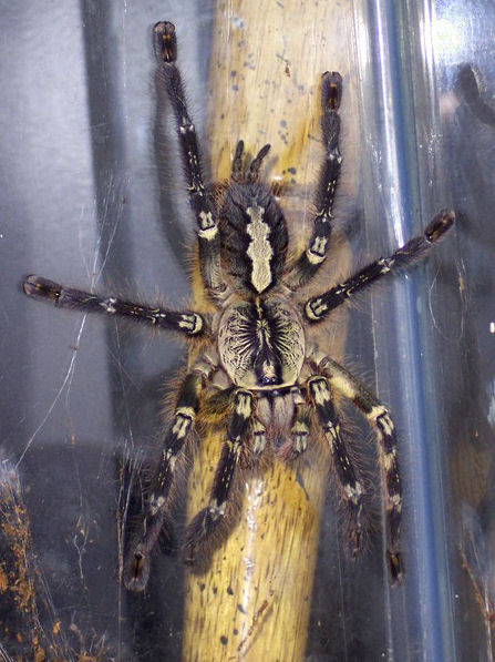 Poecilotheria ornata