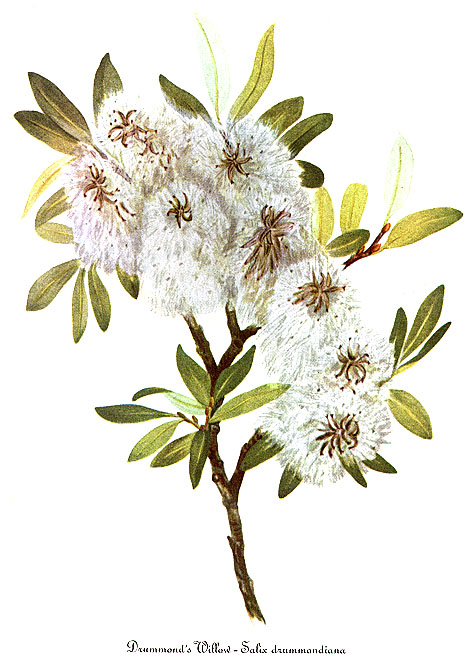 Salix drummondiana