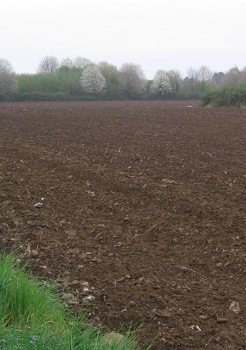 Brown earth
