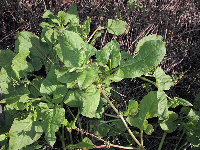 Emex spinosa