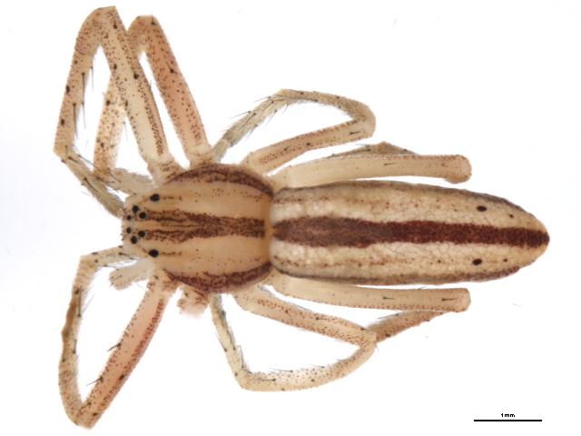 Tibellus maritimus