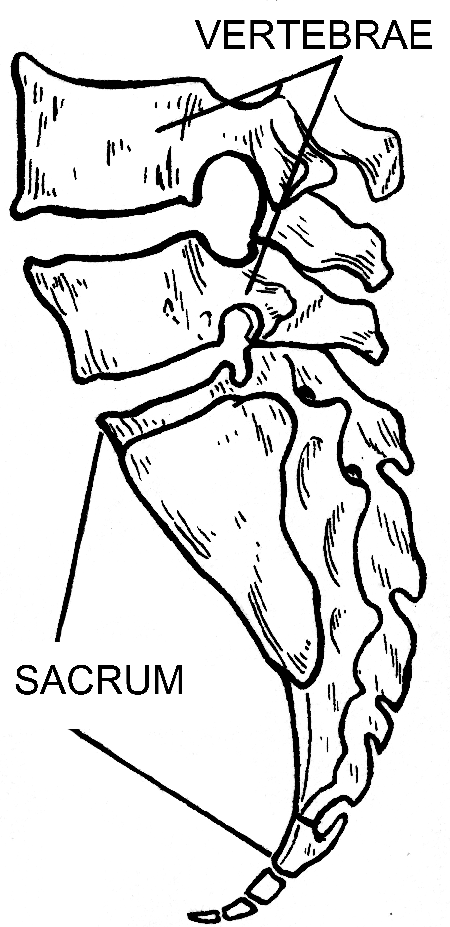 sacrum
