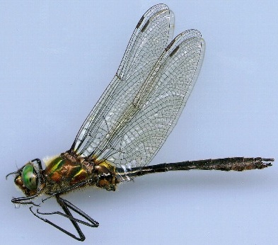 American Emerald