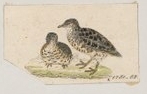Black-rumped Buttonquail