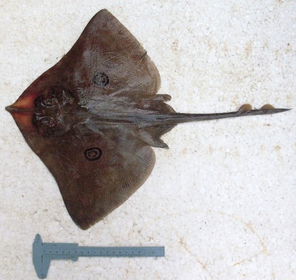 Eyespot skate