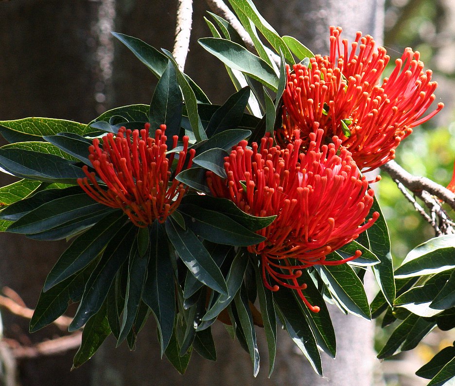 Alloxylon