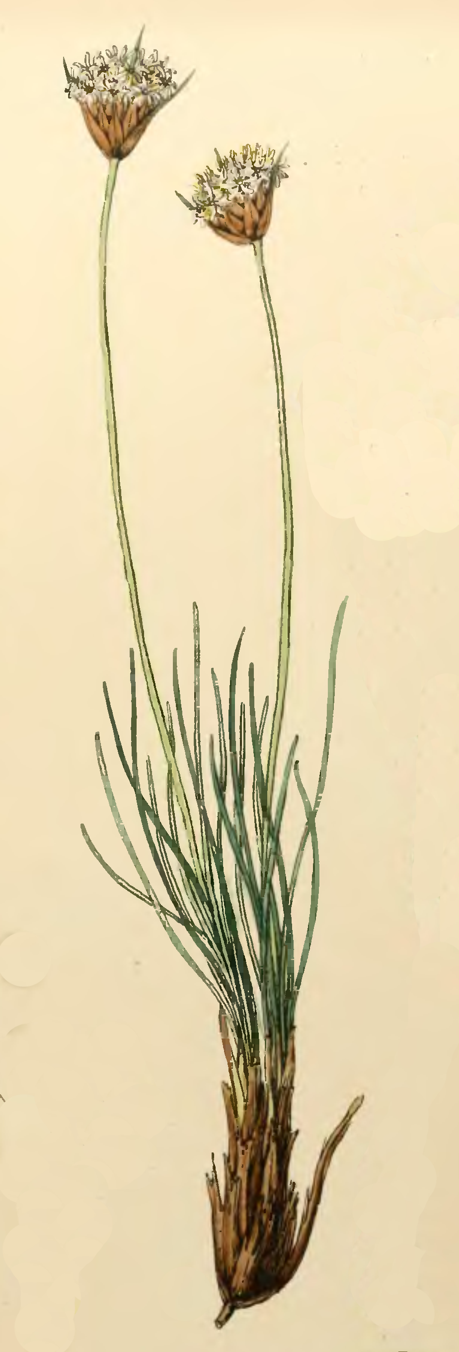 Boryaceae
