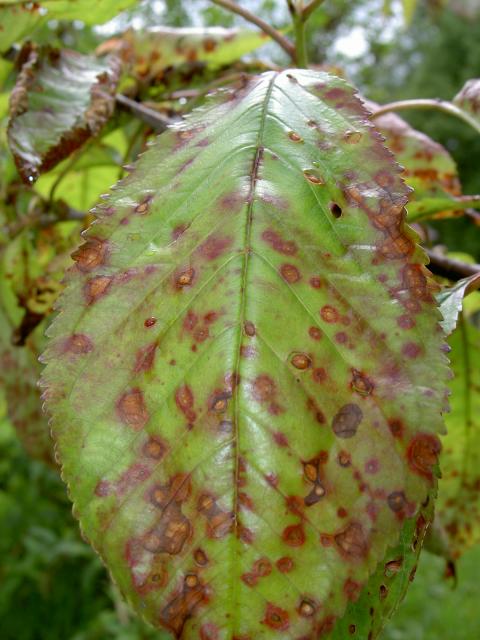 Stigmina carpophila