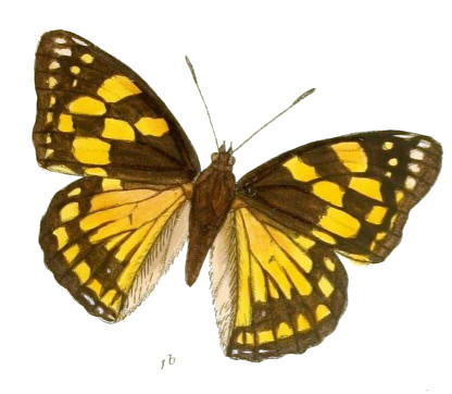 Sephisa dichroa