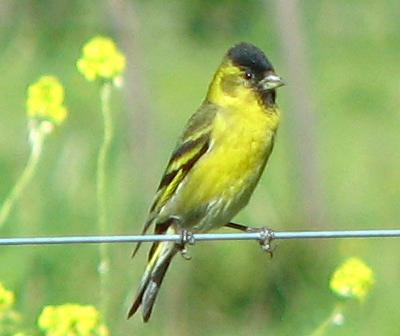 Spinus barbatus