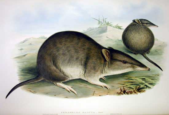 Peramelinae