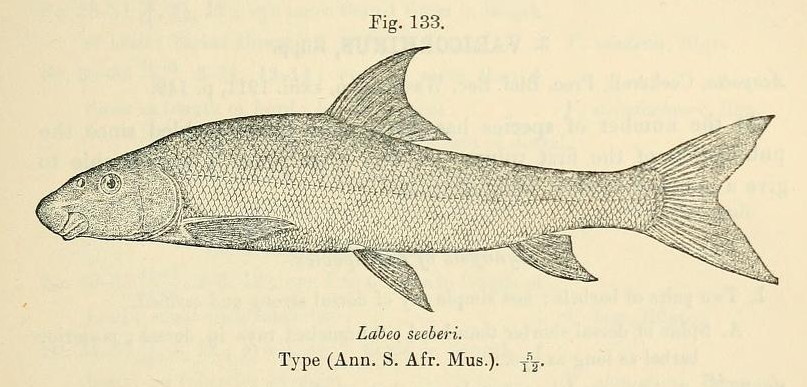 Clanwilliam Sandfish