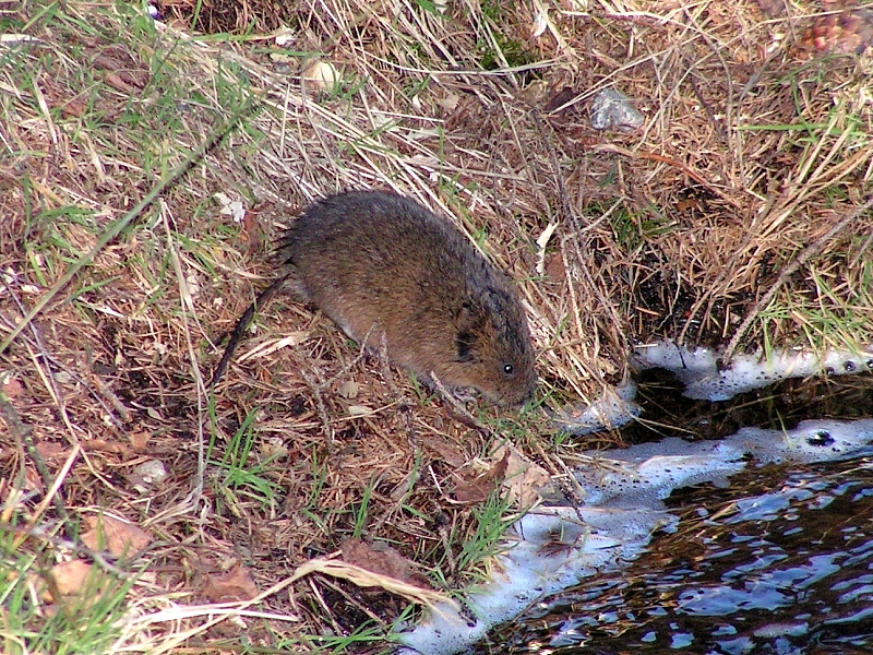 Arvicola