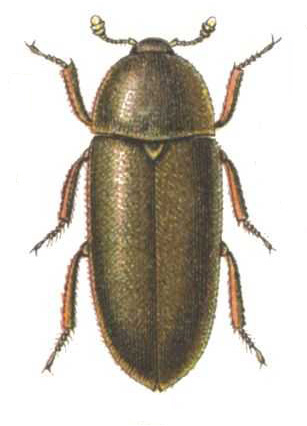 Dermestes maculatus