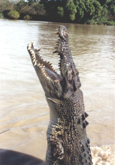 Crocodile