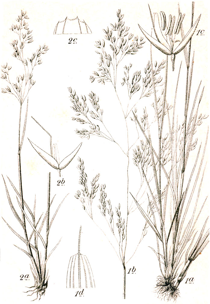 Agrostis rupestris