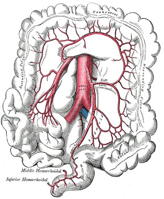 left colic artery