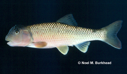 Bull chub