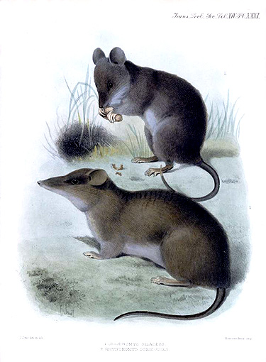 shrewlike rat