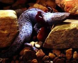 Necturus