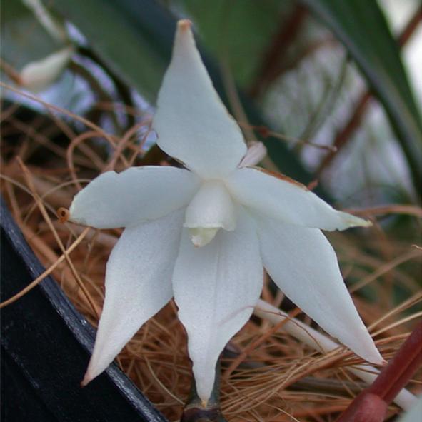 Aerangis biloba