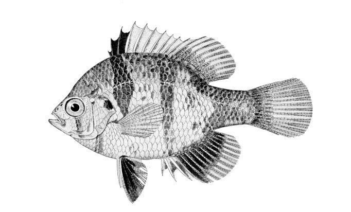 Enneacanthus