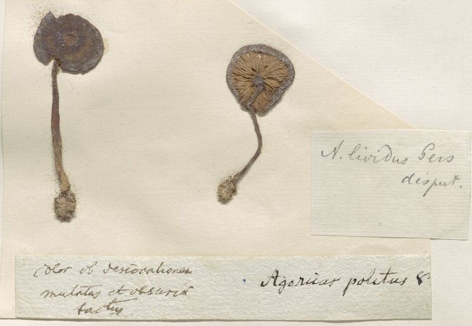 Entoloma politum