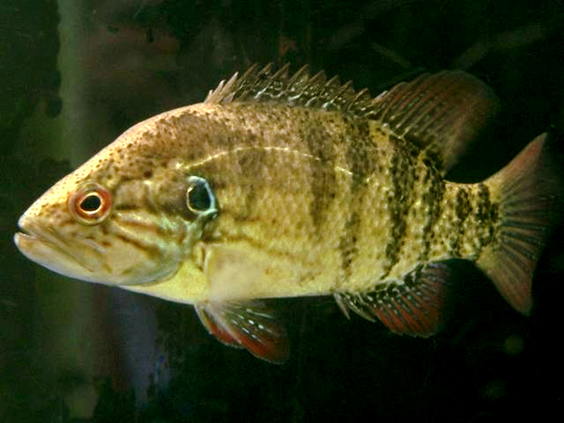 Coreoperca