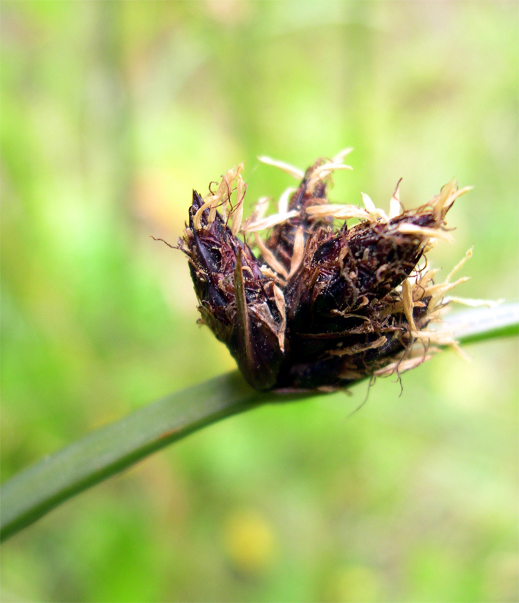 Schoenoplectus pungens