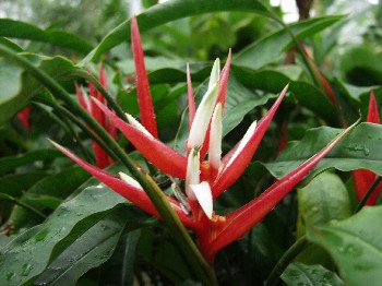 Heliconia angusta