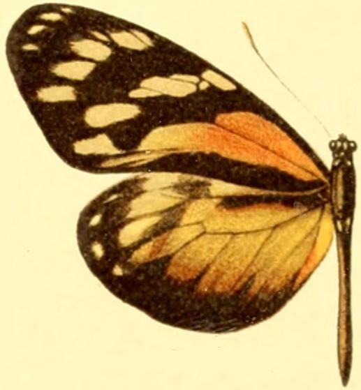 Patia