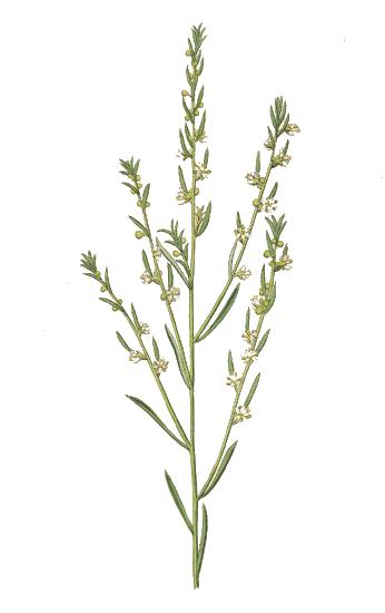 Peraceae