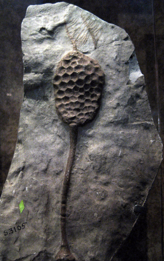 Paracrinoid