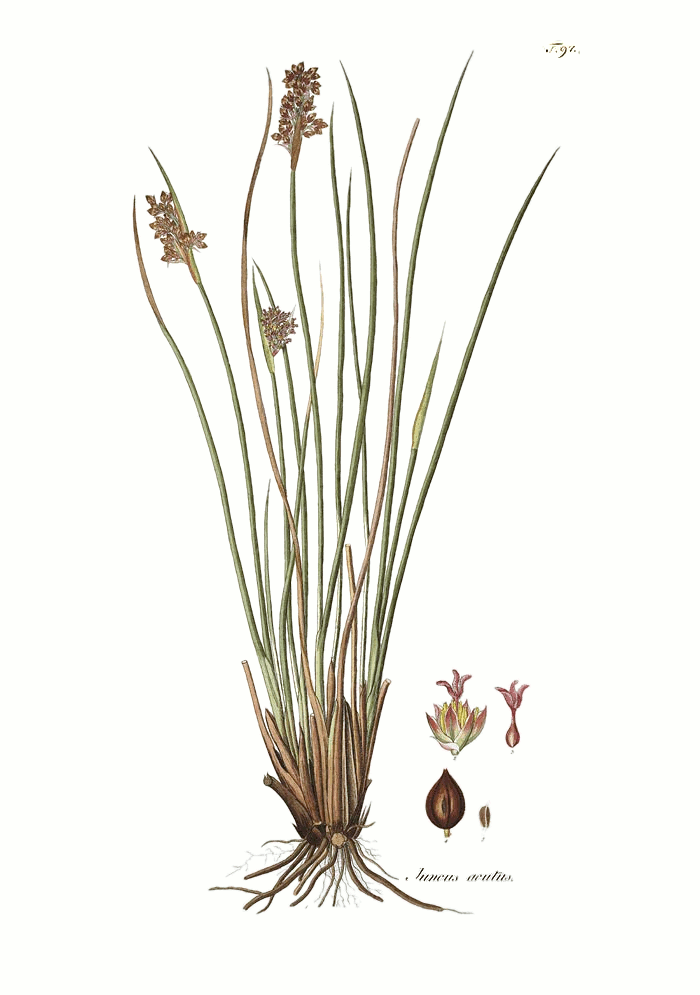 Juncus acutus