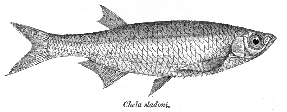 Salmophasia