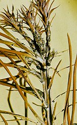 Scleroderris canker