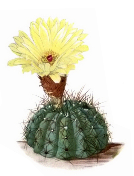 Parodia ottonis