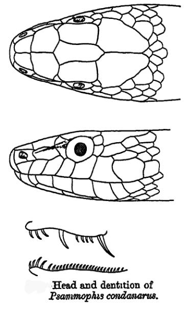 Psammophis condanarus