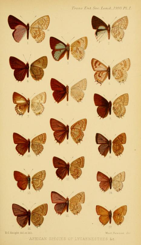 Cupidesthes
