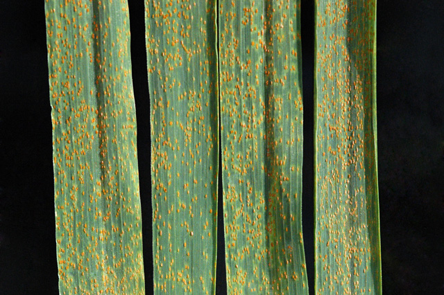 Puccinia
