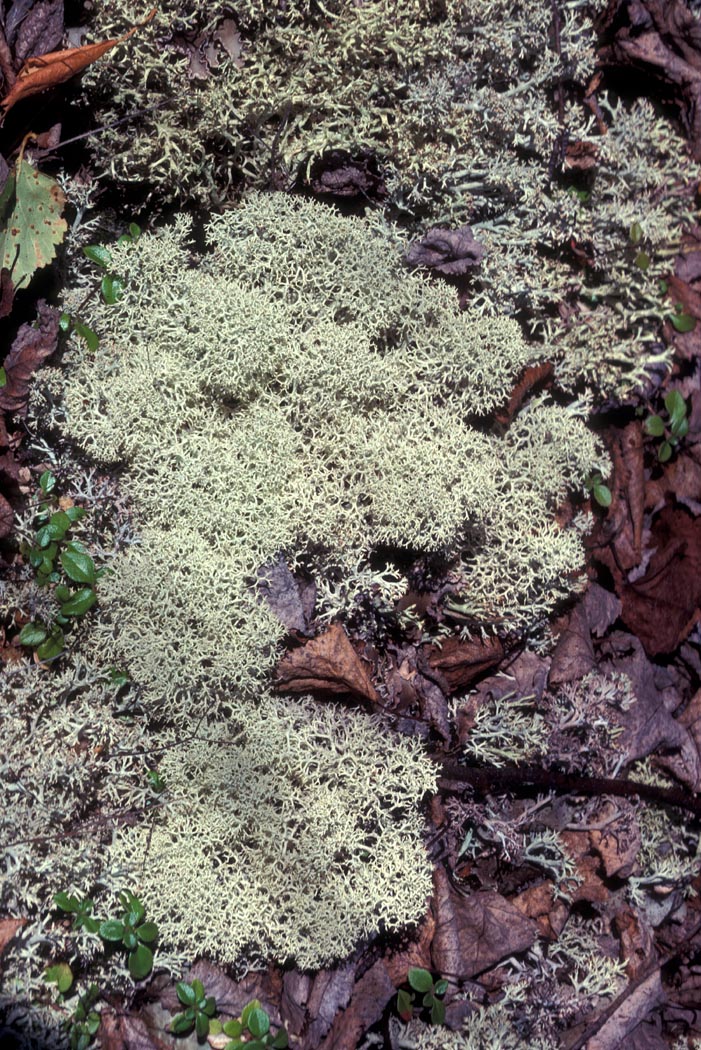 Cladonia subg. Cladina