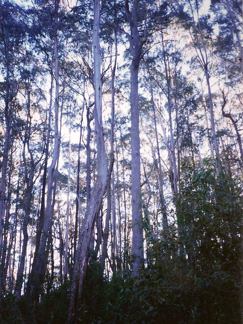 Eucalyptus badjensis