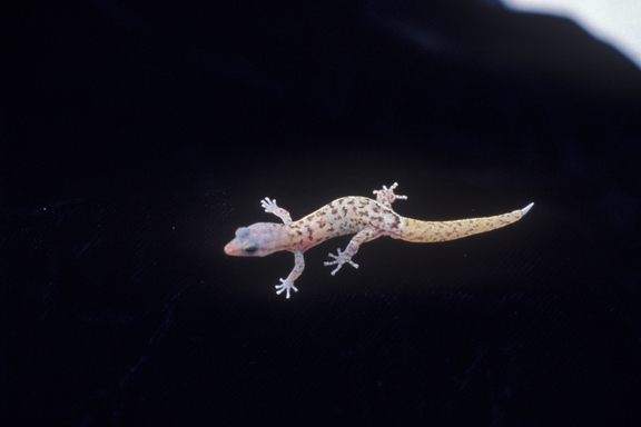 Monito gecko