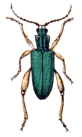 Donacia clavipes
