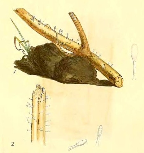 Typhula