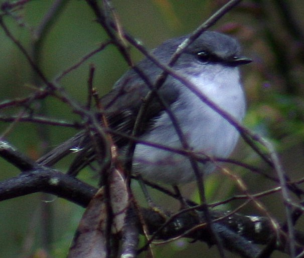 Eopsaltria georgiana
